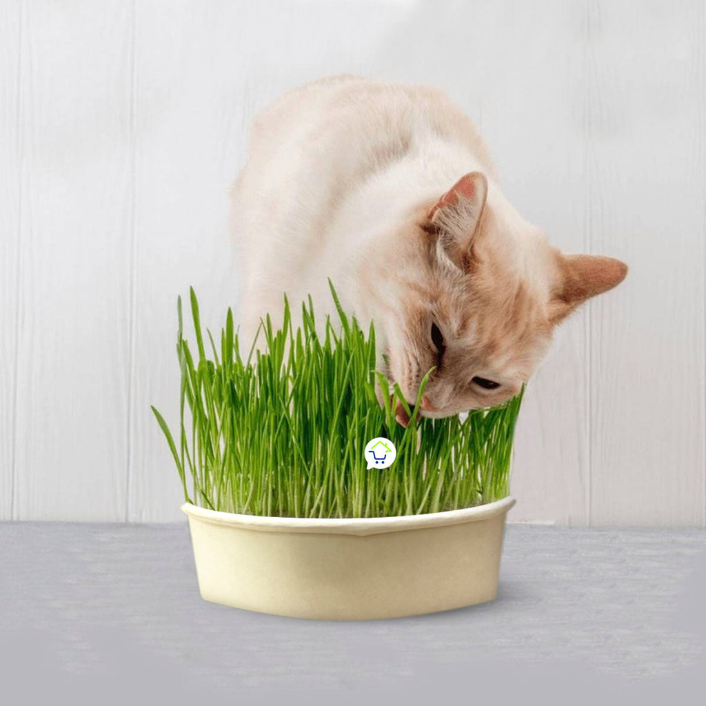 Mastershop Product Image